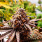 Семена сорта Super Glue #4 Auto fem (High Speed ​​Buds)