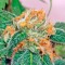 Семена сорта Super Silver fem (Dinafem Seeds)
