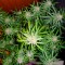 Семена сорта Super Skunk Auto Fem (Vision Seeds)