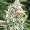 Семена сорта Grateful Dead Auto fem (High Speed ​​Buds)
