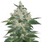 Микс семян конопли Indica Pure Origin Collection 8 (World of Seeds)