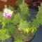 Семена сорта Auto Kush fem (Female Seeds)