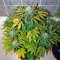 Семена сорта Baby Boom Auto fem