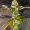 Семена сорта Banana Rapids fem (Dr. Krippling Seeds)