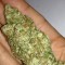 Семена сорта Honey Rock fem (Sumo Seeds)