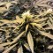 Семена сорта Lemon Kush fem (Female Seeds)