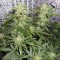 Семена сорта Northern Express Auto fem