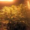 Семена сорта Big Bud (Snow White) reg (Nirvana Seeds)