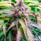 Семена сорта Vision Jack Auto Fem (Vision Seeds)