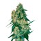 Семена сорта Chingis Khan fem (VIP seeds)