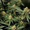 Семена сорта Royal Domina fem (Royal Queen Seeds)