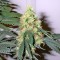 Семена сорта BCN Diesel Max Auto fem
