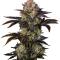 Семена сорта Frostbanger Auto F4 fem (FastBuds)