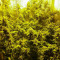Семена сорта Kiss Dragon fem (Samsara Seeds)