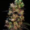 Семена сорта Pink Plant fem