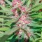 Семена сорта Serious 6 reg (Serious Seeds)