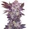Семена сорта Mystical Autoflower fem (Easy Grow Seeds)