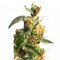 Семена сорта Diesel Glue (BCN Diesel) fem