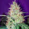 Семена сорта Zkittlez × Gorilla Glue fem (7CH Seeds & Cali Buds Seeds)