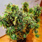 Семена конопли сорта Amnesia Haze