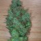 Семена сорта Honey Cream fem (Fast Flowering)