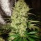 Семена сорта ICE fem (Female Seeds)
