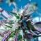 Семена сорта Kilimanjaro fem (World of Seeds)