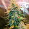 Семена сорта Leisure Zoot Larry fem (Dr. Krippling Seeds)