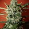 Семена сорта Northern Express Auto fem