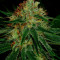 Sour Apple fem Anesia Seeds