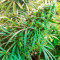 Семена сорта Satori x Mountain Gold regular (Mandala Seeds)
