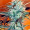 Семена сорта White Rhino reg (Nirvana Seeds)