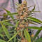 Семена сорта Mimosa × Orange Sherbet (7CH Seeds & Cali Buds Seeds)