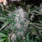 Семена сорта Auto Seemango fem (Victory Seeds)