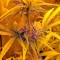 Семена сорта Dedoverde Haze fem