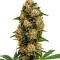 Семена сорта Durban Poison Auto fem (Семяныч)
