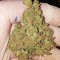 Семена сорта Krippleberry Auto fem (Dr. Krippling Seeds)