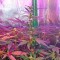 Семена сорта Misty Kush reg