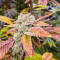 Семена сорта Gorilla Glue × Lemon Haze (7CH Seeds & Cali Buds Seeds)