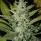 Семена сорта ICE fem (Female Seeds)