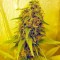 Семена сорта Lost Coast OG fem (Humboldt Seeds)