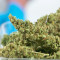 Семена сорта Sour Diesel Autoflowering fem (Dinafem Seeds)