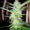 Семена сорта TnT Trichome fem (Dutch Passion)