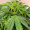 Семена сорта Auto Chocolate Kush fem (00 Seeds)