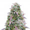Семена сорта White Berry fem (Paradise Seeds)