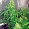 Семена сорта 00 Kush fem (00 Seeds)