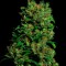 Семена сорта Critical VIP fem (VIP seeds)