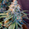 Семена сорта Ghost Chem OG Autoflower fem (Seedkeepers)