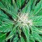 Семена сорта Roadrunner Autoflowering #2 fem