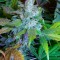 Семена сорта Incredible Bulk Auto fem (Dr. Krippling Seeds)